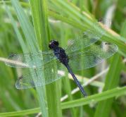 Black Percher male